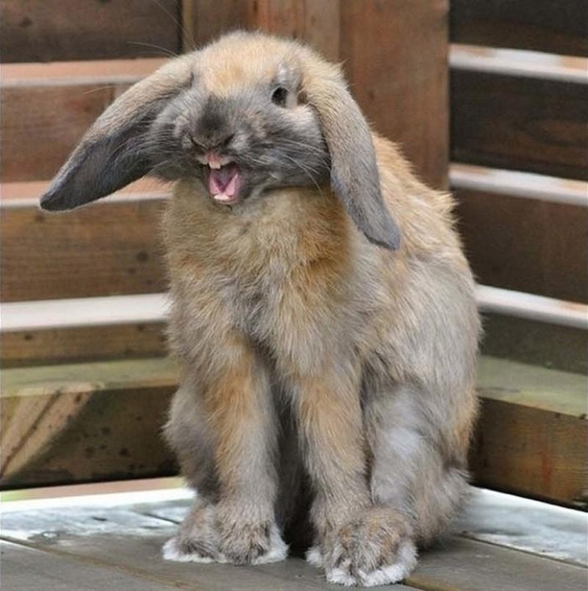 Los animales que no estaban listos para la sesión de fotos