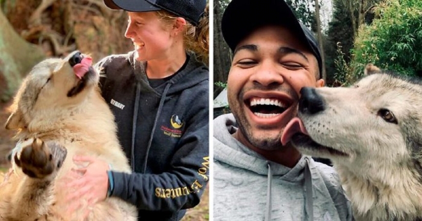 Los estadounidenses a pagar $ 200 para mascotas salvajes lobos