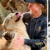 Los estadounidenses a pagar $ 200 para mascotas salvajes lobos