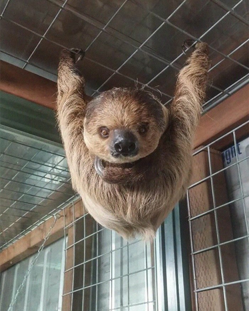 Los estadounidenses a pagar $ 200 para mascotas salvajes lobos