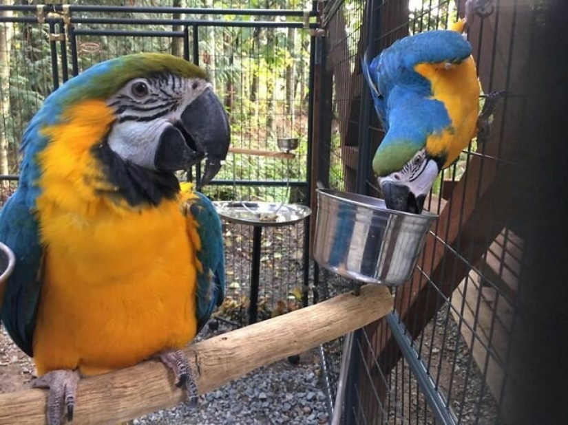 Los estadounidenses a pagar $ 200 para mascotas salvajes lobos