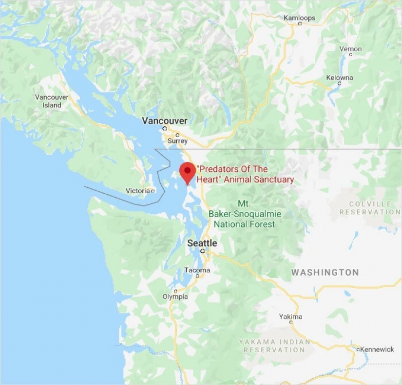 Los estadounidenses a pagar $ 200 para mascotas salvajes lobos