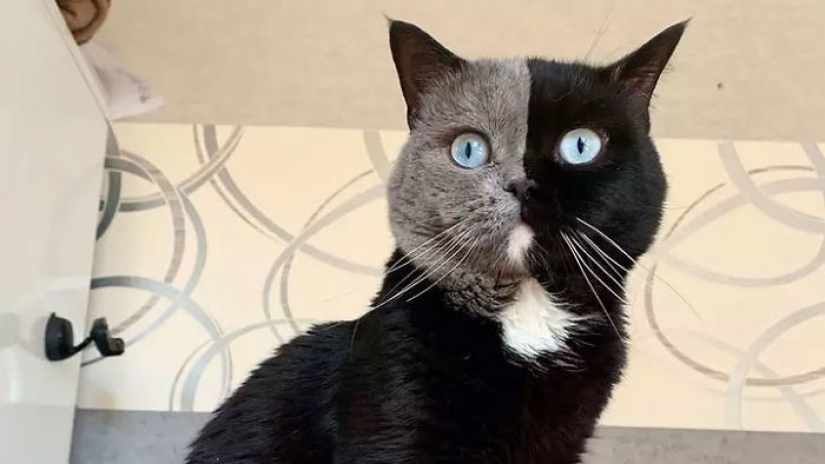 Los gatitos son dos caras de gato llamado Narnia compartido el color de su padre