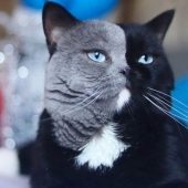 Los gatitos son dos caras de gato llamado Narnia compartido el color de su padre