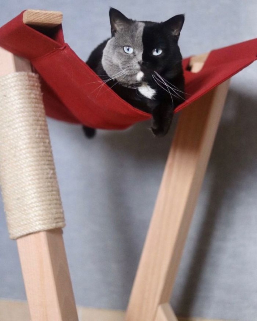 Los gatitos son dos caras de gato llamado Narnia compartido el color de su padre