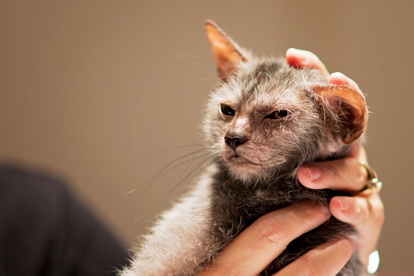 Los gatos-los hombres lobo Los gatos-los hombres lobo