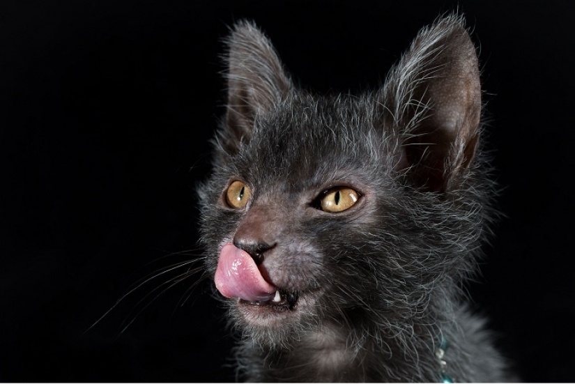 Los gatos-los hombres lobo Los gatos-los hombres lobo