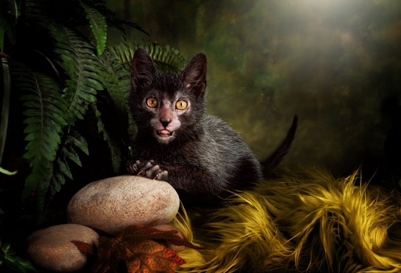 Los gatos-los hombres lobo Los gatos-los hombres lobo