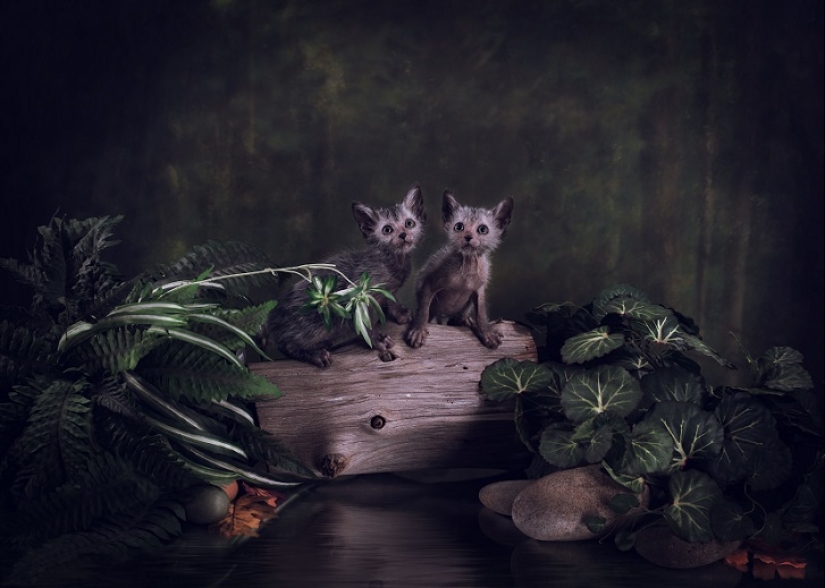 Los gatos-los hombres lobo Los gatos-los hombres lobo