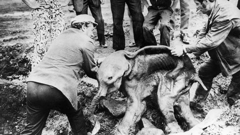 Los hallazgos más sensacionales jamás descubierto en los glaciares