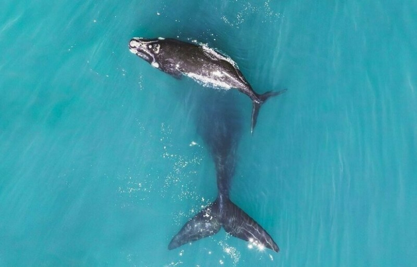Los milagros del cielo: las 12 mejores fotos del concurso de drone fotos Los milagros del cielo: las 12 mejores fotos del concurso de drone fotos