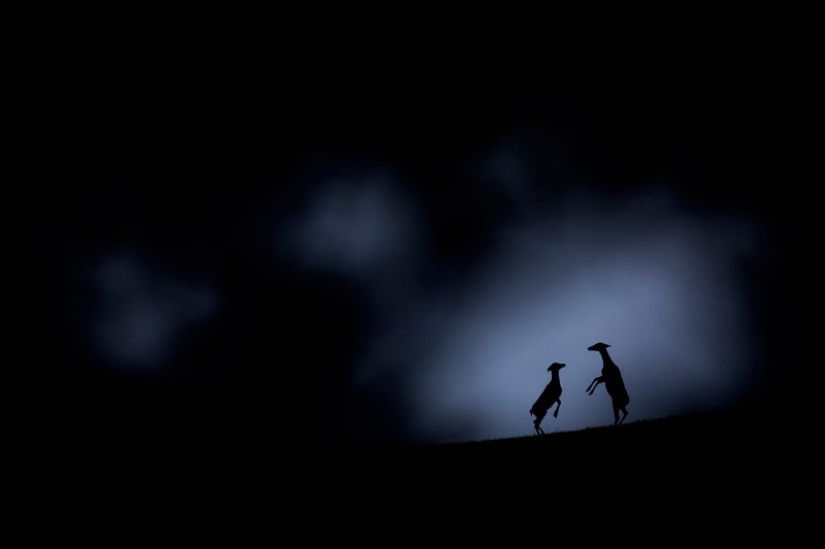 Los nominados en el festival de la naturaleza salvaje "Golden turtle" Los nominados en el festival de la naturaleza salvaje "Golden turtle"