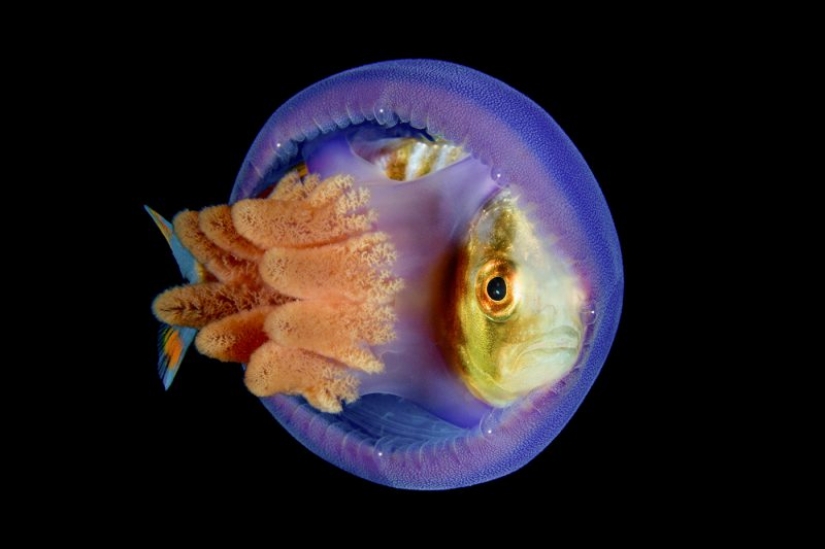 Los nominados en el festival de la naturaleza salvaje "Golden turtle" Los nominados en el festival de la naturaleza salvaje "Golden turtle"