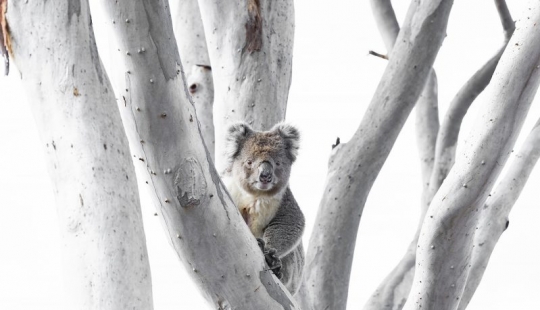 Los nominados en el festival de la naturaleza salvaje "Golden turtle"
