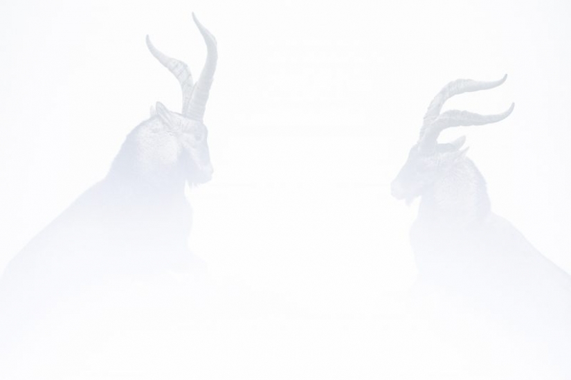 Los nominados en el festival de la naturaleza salvaje "Golden turtle" Los nominados en el festival de la naturaleza salvaje "Golden turtle"