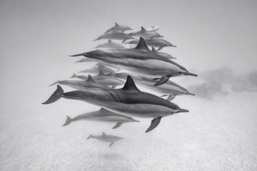 Los nominados en el festival de la naturaleza salvaje "Golden turtle" Los nominados en el festival de la naturaleza salvaje "Golden turtle"