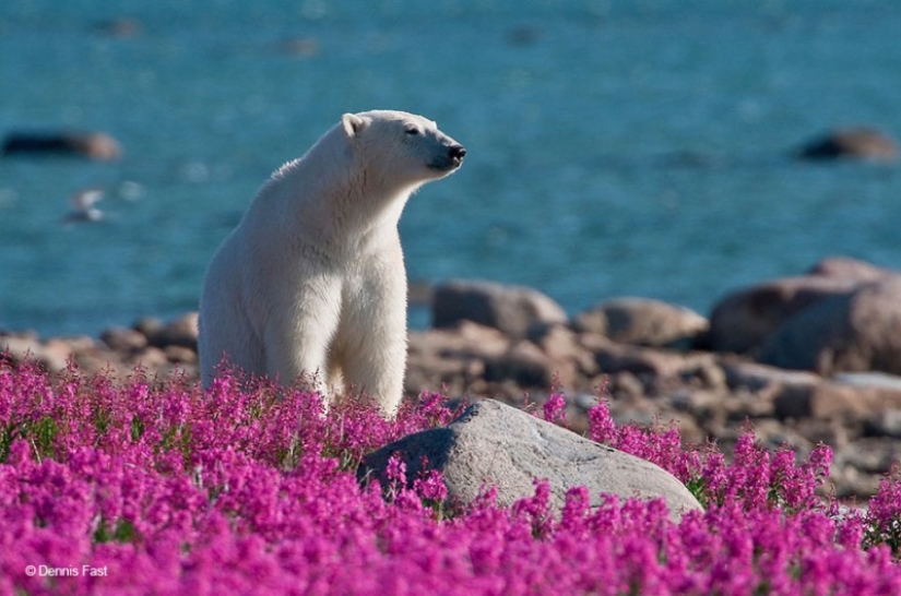 Los osos polares no están en la nieve, pero en los colores que usted nunca ha visto