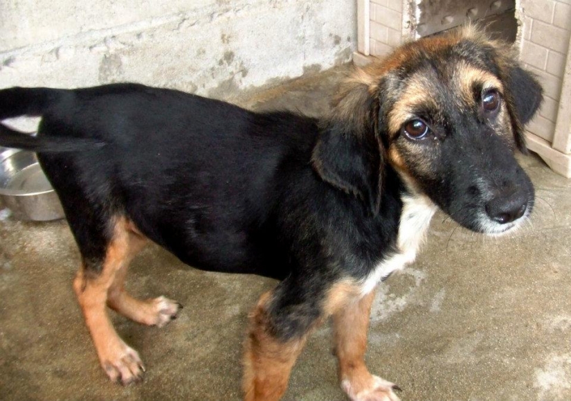 Los perros callejeros antes y después de refugio