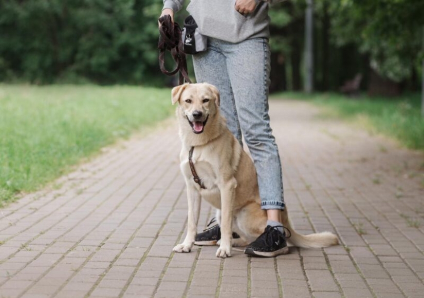 Los perros y gatos que buscan un hogar
