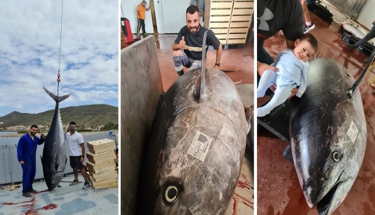 Los pescadores españoles han cogido de atún-campeón Los pescadores españoles han cogido de atún-campeón