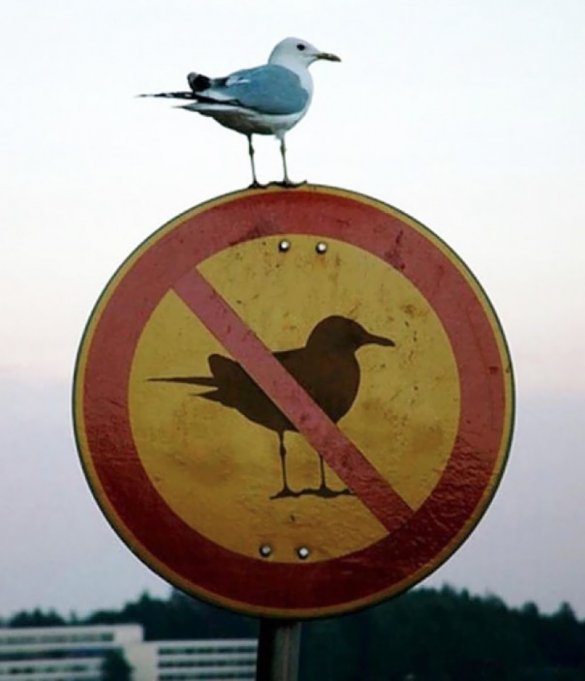 Mama AMA criminal: these brave guys do not care about any rules and prohibitions Mama AMA criminal: these brave guys do not care about any rules and prohibitions