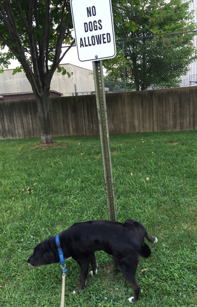 Mama AMA criminal: these brave guys do not care about any rules and prohibitions Mama AMA criminal: these brave guys do not care about any rules and prohibitions