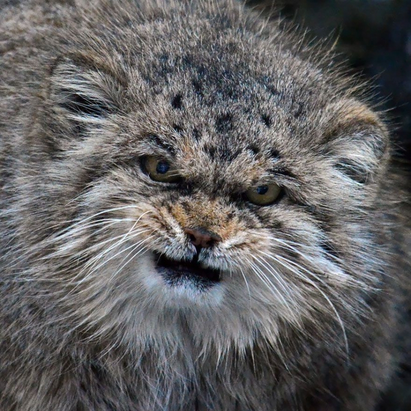Manul — el más expresivo de gato en el mundo