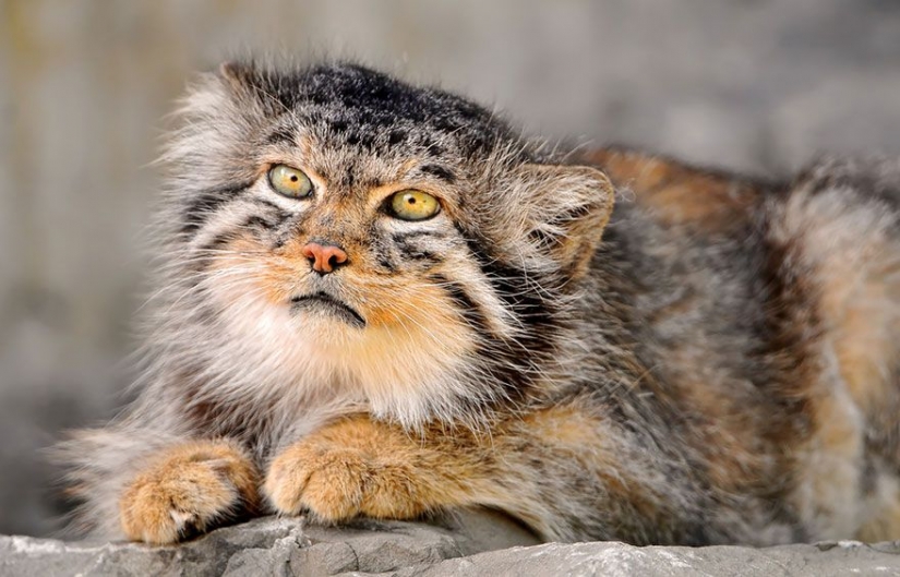 Manul — el más expresivo de gato en el mundo