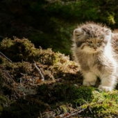 Manul — el más expresivo de gato en el mundo