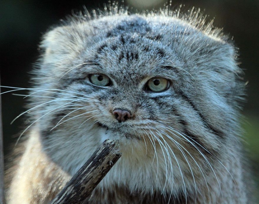 Manul — el más expresivo de gato en el mundo