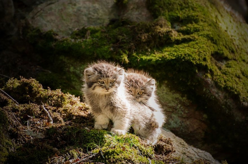Manul — el más expresivo de gato en el mundo