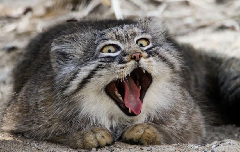 Manul — el más expresivo de gato en el mundo