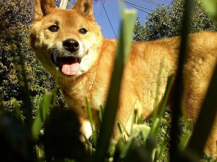 Maravilloso perro de la raza Shiba inu Maravilloso perro de la raza Shiba inu