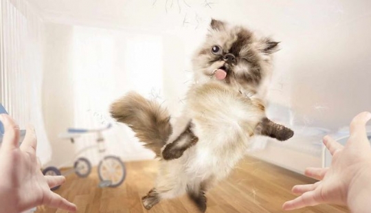 Meow! 15 ejemplos de divertido y lindo gato publicidad