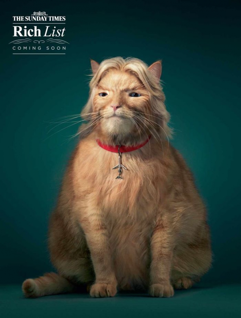 Meow! 15 examples of funny and cute cat advertising