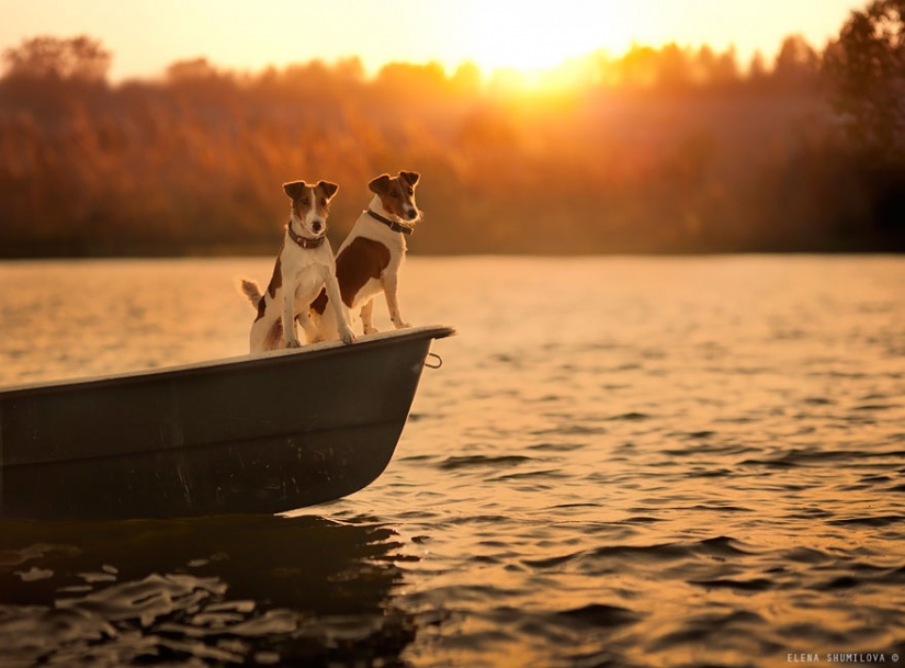 Mujer rusa crea impresionantes fotografías de sus hijos con los animales en el pueblo