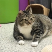 Muy fat cat Donut encontrado una nueva familia después de que la azafata le entregó al refugio