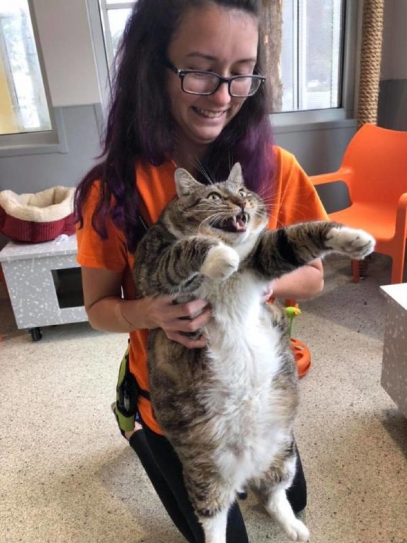 Muy fat cat Donut encontrado una nueva familia después de que la azafata le entregó al refugio