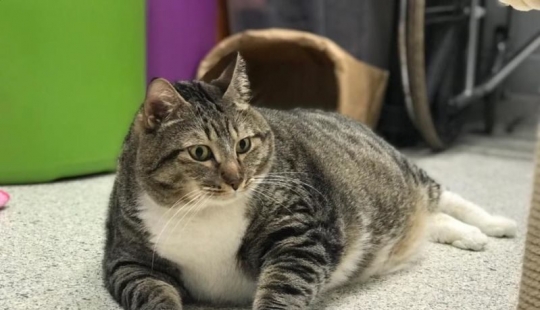 Muy fat cat Donut encontrado una nueva familia después de que la azafata le entregó al refugio