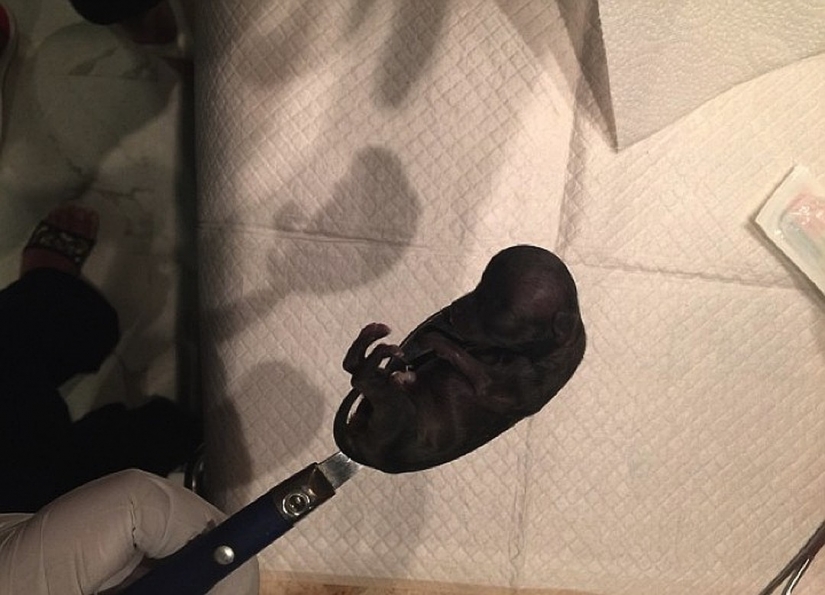 "Nice doggy... Give me two!": the little Chihuahua Millie cloned already 49 times