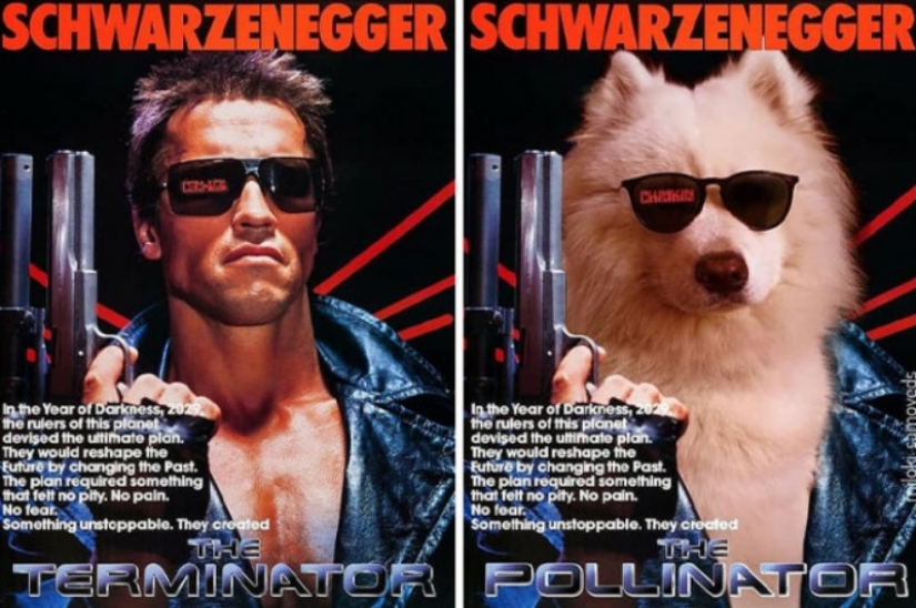 Now we know how would look like the Terminator if he played Samoyed