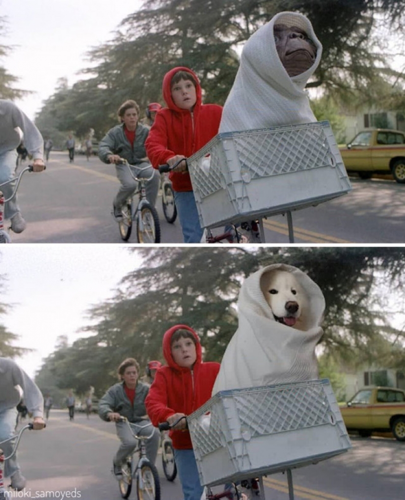 Now we know how would look like the Terminator if he played Samoyed Now we know how would look like the Terminator if he played Samoyed