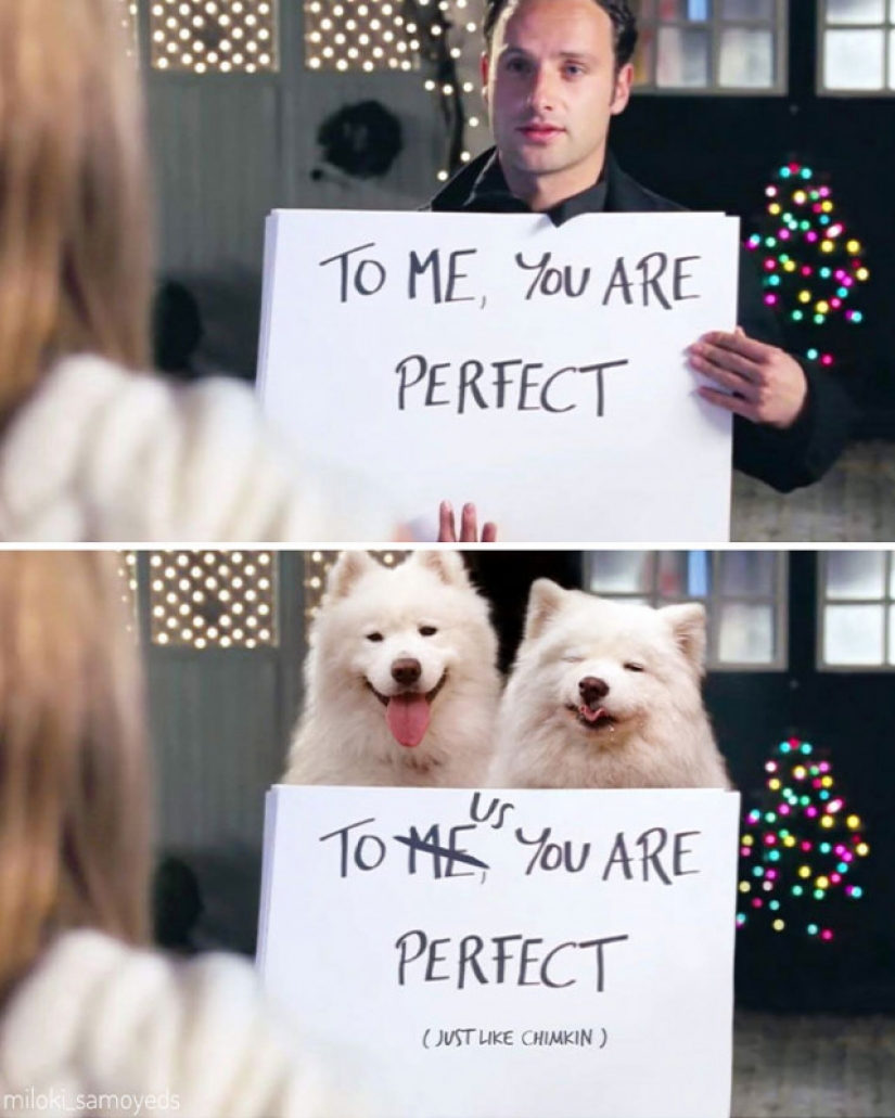 Now we know how would look like the Terminator if he played Samoyed Now we know how would look like the Terminator if he played Samoyed