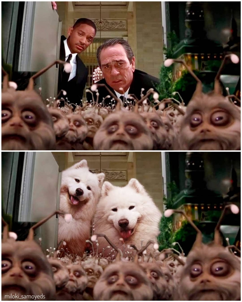 Now we know how would look like the Terminator if he played Samoyed Now we know how would look like the Terminator if he played Samoyed