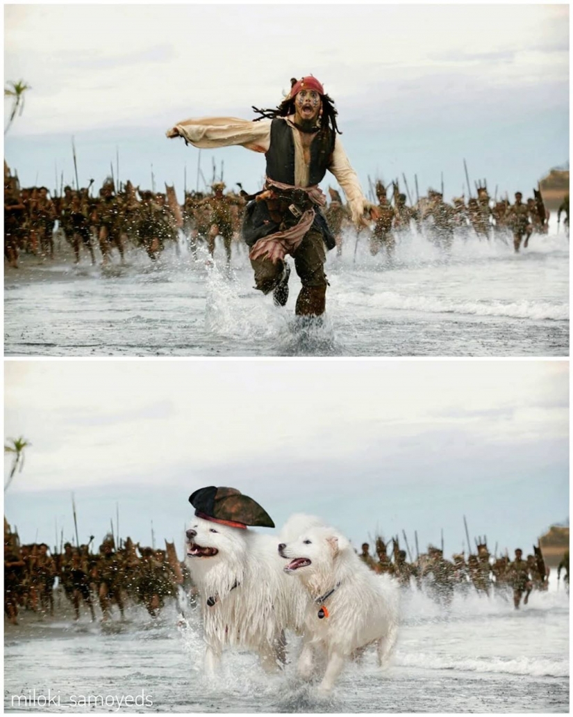 Now we know how would look like the Terminator if he played Samoyed Now we know how would look like the Terminator if he played Samoyed