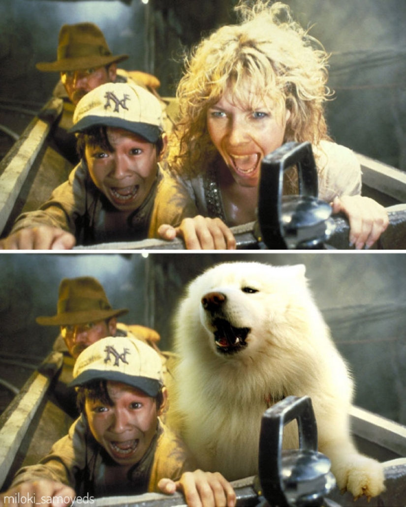 Now we know how would look like the Terminator if he played Samoyed Now we know how would look like the Terminator if he played Samoyed