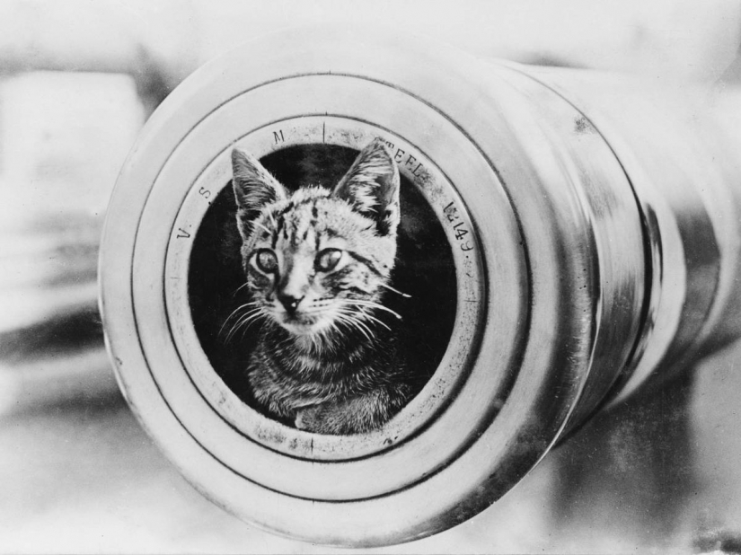 Ocho extraños y cosas inesperadas, cosas que iban a Bordo del "Titanic" Ocho extraños y cosas inesperadas, cosas que iban a Bordo del "Titanic"