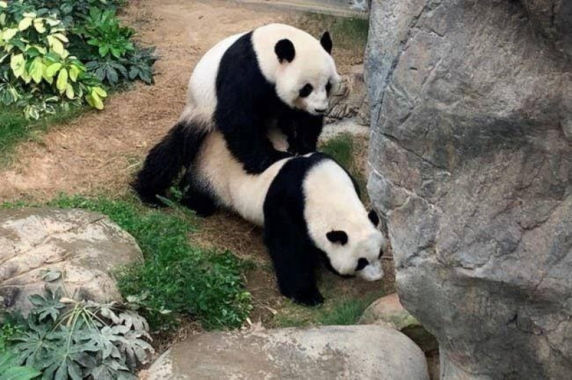 Panda in zoo Hong Kong have used quarantine and mate for the first time in 10 years