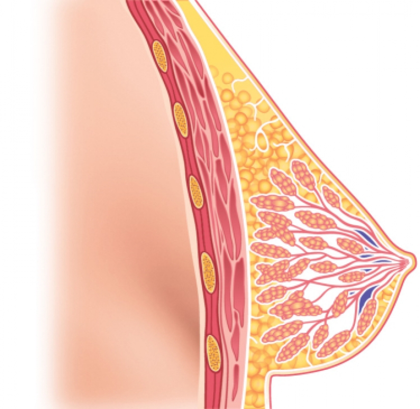 Pechos grandes es un regalo o un castigo? La revelación propietario de la octava parte del tamaño Pechos grandes es un regalo o un castigo? La revelación propietario de la octava parte del tamaño