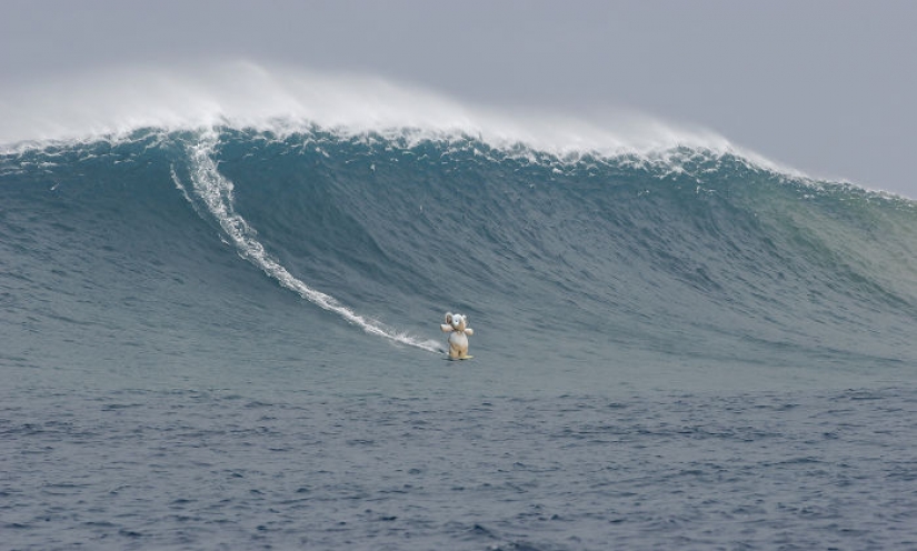 Perdida de Peluche elefante viaja por el mundo Perdida de Peluche elefante viaja por el mundo